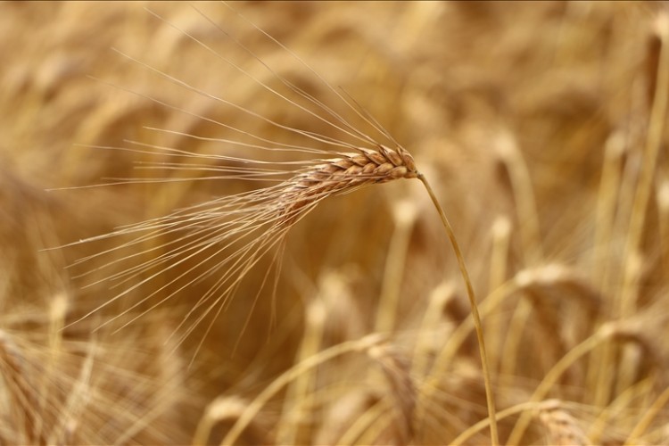 Tekirdağ'da yerli buğday çeşitlerinin veriminden üreticiler memnun