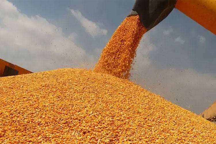 Mısır ithalatında tarife kontenjanı uygulanacak