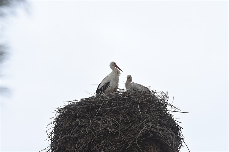 Leylekler tarihi türbenin çatısını mesken tuttu