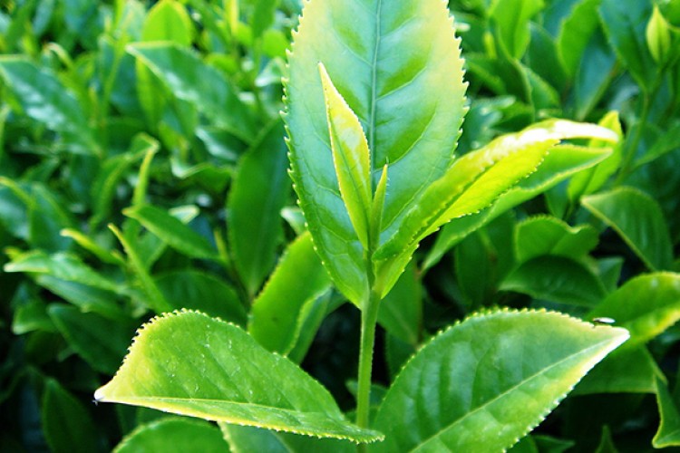 Türk çayı 1,6 milyon dolar kazandırdı