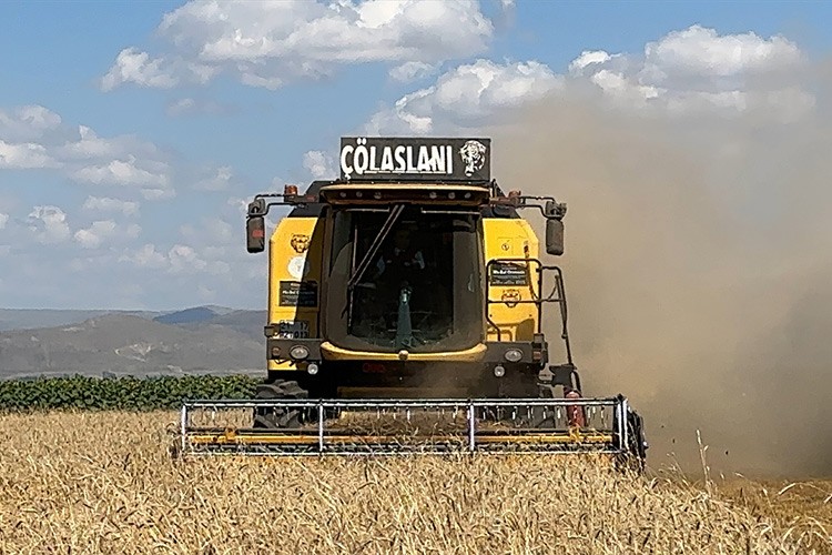 Erzurum'da hububat verimi temmuz yağışlarıyla yüz güldürdü