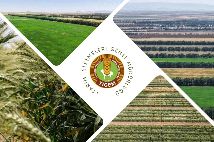 TİGEM 14 aylığına bitkisel üretim ve hayvancılık işçiliği hizmeti alacak