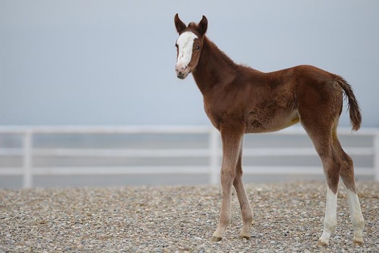 Tay satışından rekor gelir