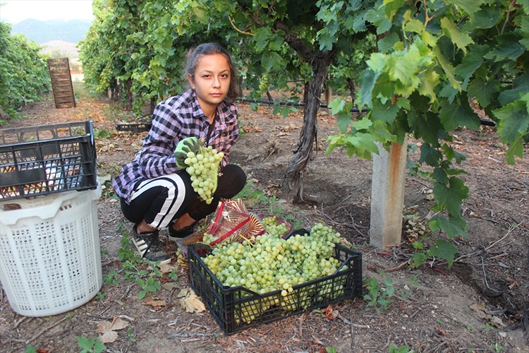 Manisa'da erken hasat üzümde ilk ihracat tırı yola çıktı