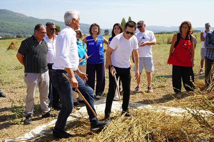 Muğla'da coğrafi işaretli Gökova susamı hasat edildi