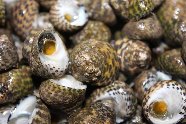 Deniz salyangozu ihracatı geliri yılın ilk yarısını ikiye katladı