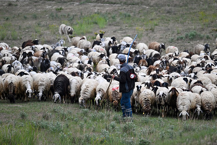 Göçerler yaz yolculuğunda