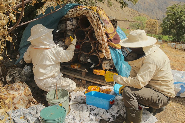 Hakkari'de arıcılar bu yıl balın veriminden memnun