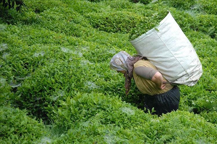 Türk çayı 15 milyon dolar kazandırdı