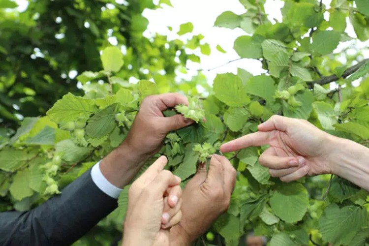 Samsun'da fındık rekolte tahmin çalışması bitti