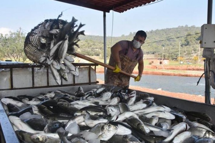 Türk balık üreticisine uluslararası yatırım