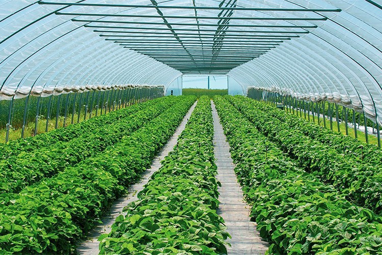 50 bin dönüm seraya ısı sağlanabilir