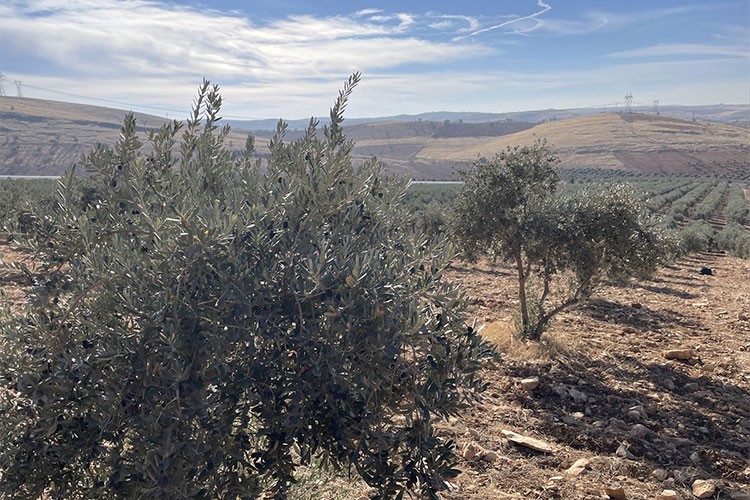 Şanlıurfa'da zeytin ağacı sayısı 19 yılda 15 kat arttı