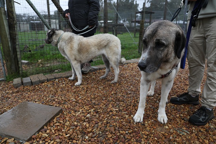 Güney Afrika'nın çitalarını, Sivas kangalları koruyor