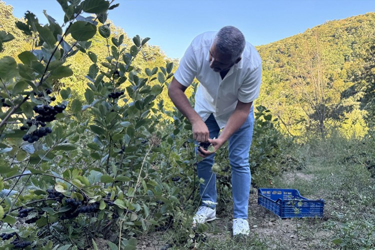 İşini bırakıp Tekirdağ'da aronya yetiştirmeye başladı