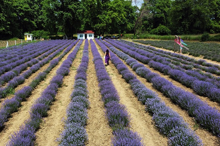 Lavanta tarlaları Sinop turizmine renk katacak