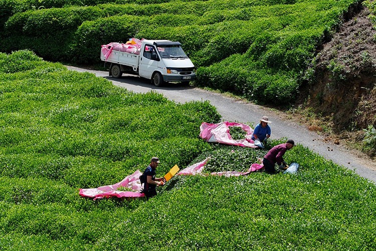Trabzonlu çay üreticileri ilk sürgün hasadı için makas sallıyor