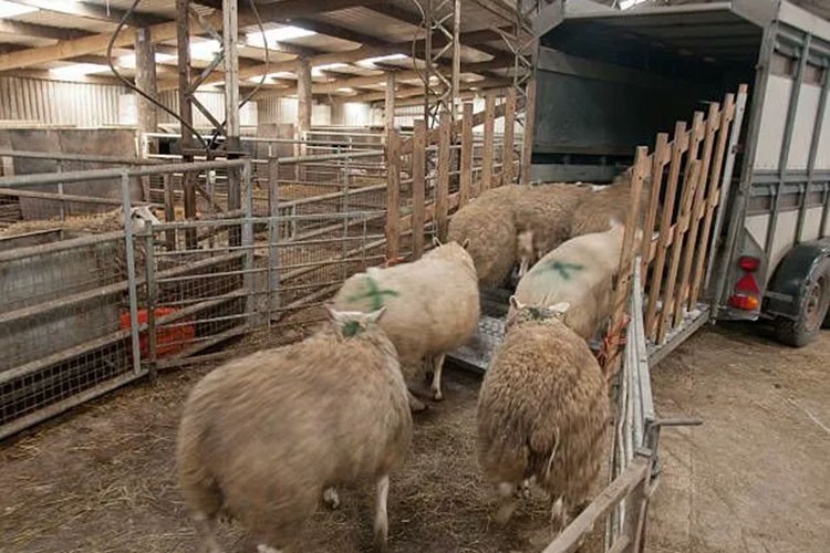 Canlı hayvan nakillerine yeni düzenleme