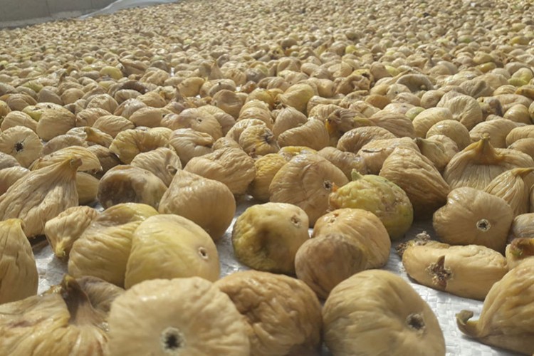 Kuru incirde ihracat hedefi 300 milyon dolar