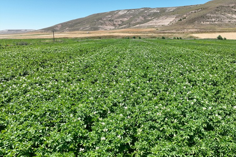 Sivas'ta patateste 445 bin ton rekolte bekleniyor