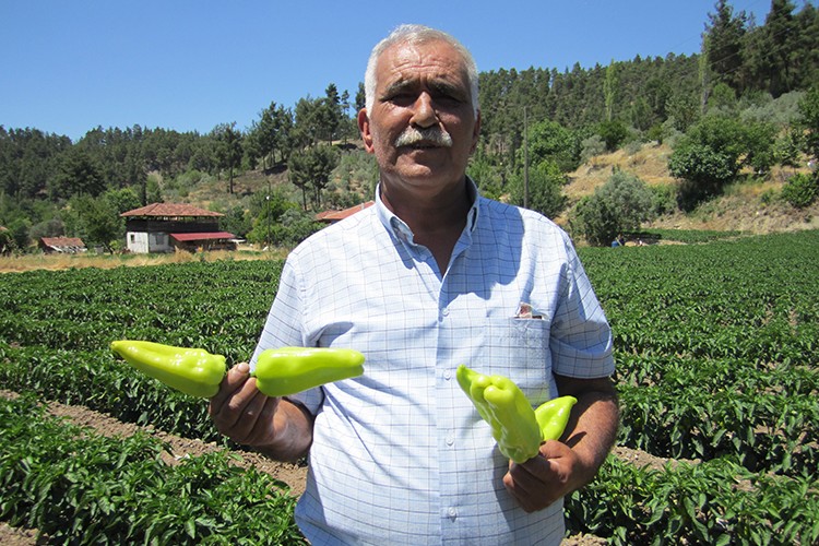 Kale Biberi'nde hasat başladı