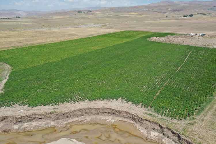 Patates eken çiftçiler yüksek verim bekliyor