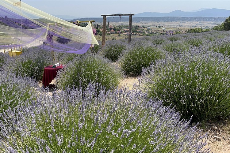 Lavanta festivali 14-18 Temmuz'da gerçekleştirilecek