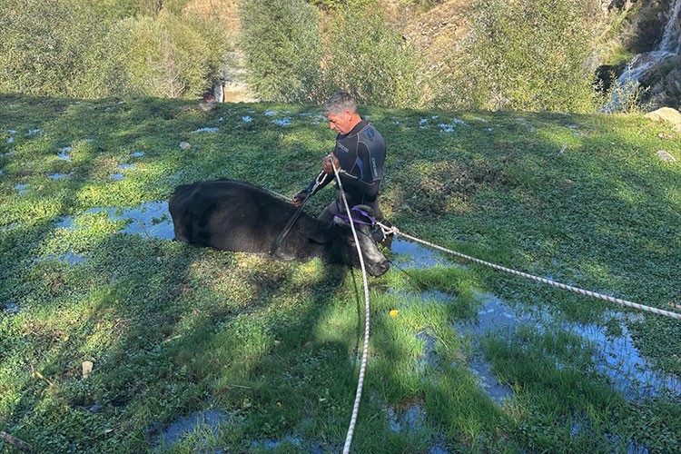 Isparta'da bataklığa saplanan büyükbaş hayvan kurtarıldı