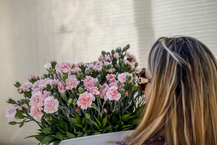 Tescilli karanfil piyasada