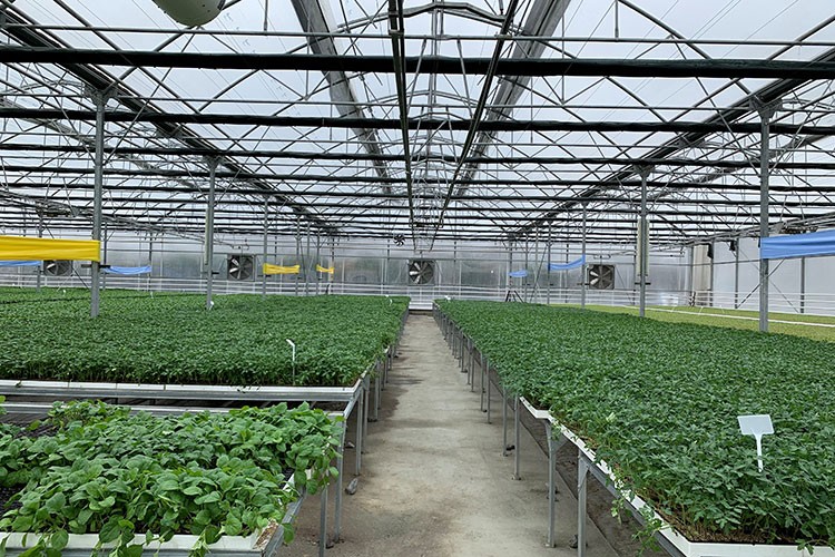 Çöp gazı elektriğe, ısı fideye dönüştü