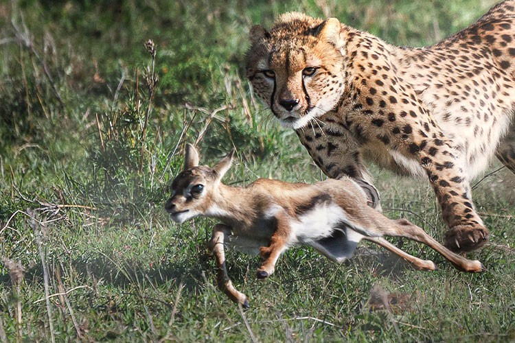 6 Nisan Cumartesi Günü 20.00'de National Geographic WILD Ekranlarında Başlıyor!