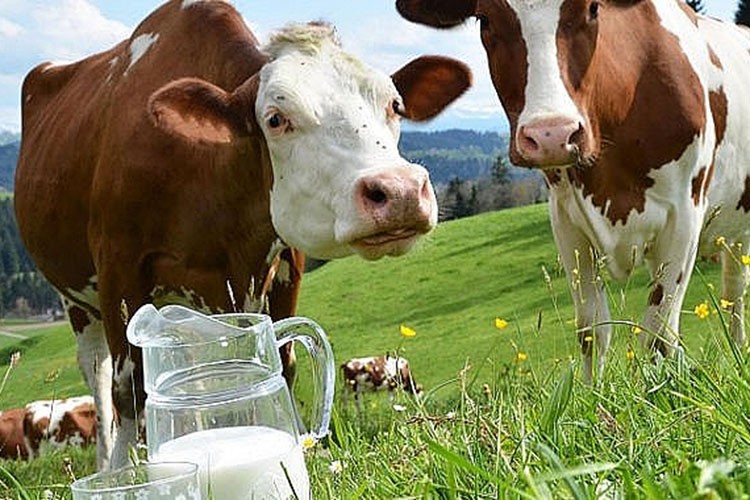 Toplanan inek sütü miktarı martta 1 milyon tonu aştı