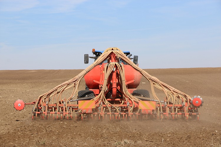 "Reis" buğdayında 4 bin ton tohumluk mahsul beklentisi
