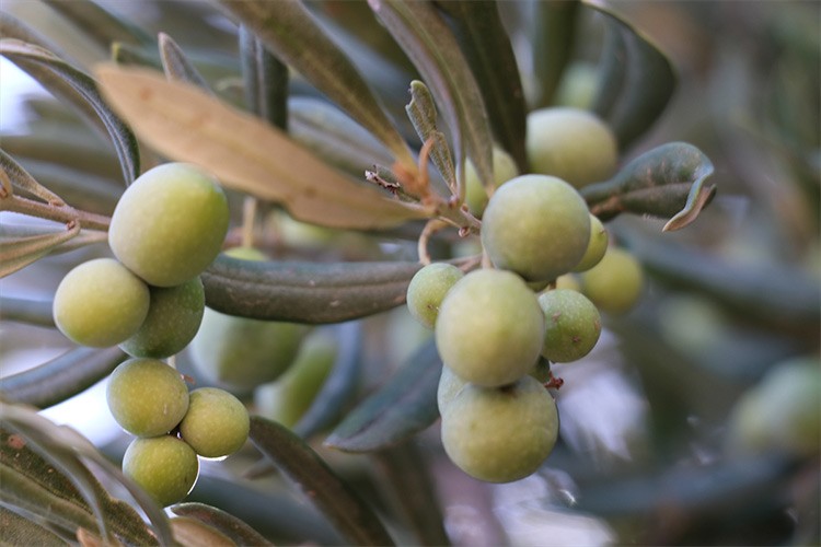 Zeytin hasadında geç kalınmaması uyarısı