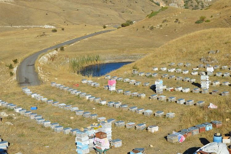 60 haneli mahallede hemen hemen her aile bal üretiyor