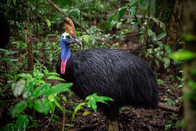 Daintree Yağmur Ormanı'nda bir Cassowary
