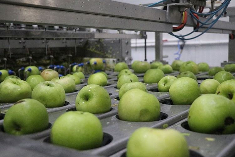 Erzincan'ın kurutulan meyveleri yurt dışı pazarında
