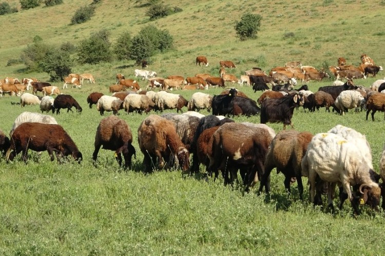 Hayvanlarını sigortalatan yetiştiriciye hasar ödemesi