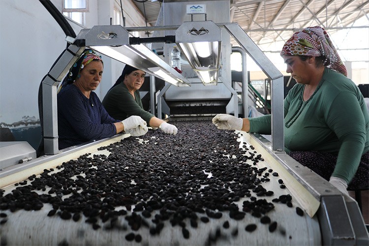 Horoz karası üzümü kurutularak tüketicilere ulaştırılıyor
