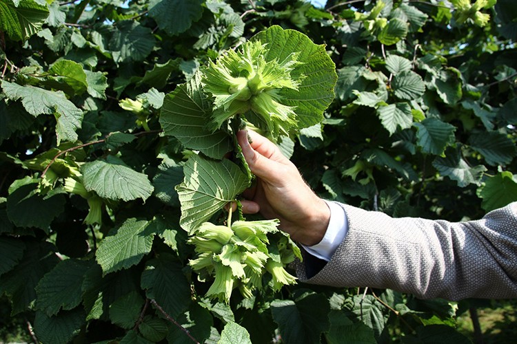 Giresun'da fındıkta rekolte tespit çalışmaları başladı