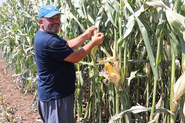 Çukurova'da yağışlı hava mısırda rekolte beklentisini artırdı