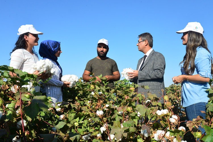 GAP'ta pamuk üretim maliyetleri azaldı