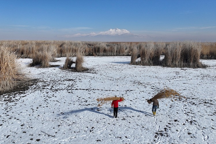Sultan Sazlığı'nda kamış hasadı yapılıyor