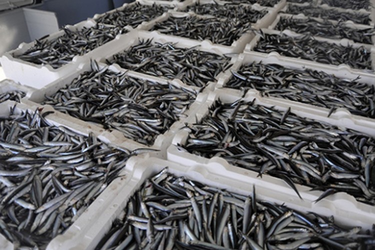 Türkiye hamsi ihracatından 8 ayda 9,9 milyon dolar kazandı