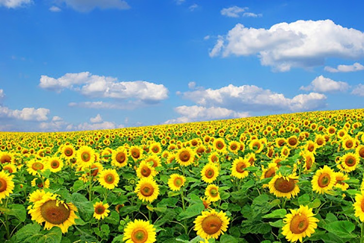 Ayçiçeğinde gümrük düşürüldü