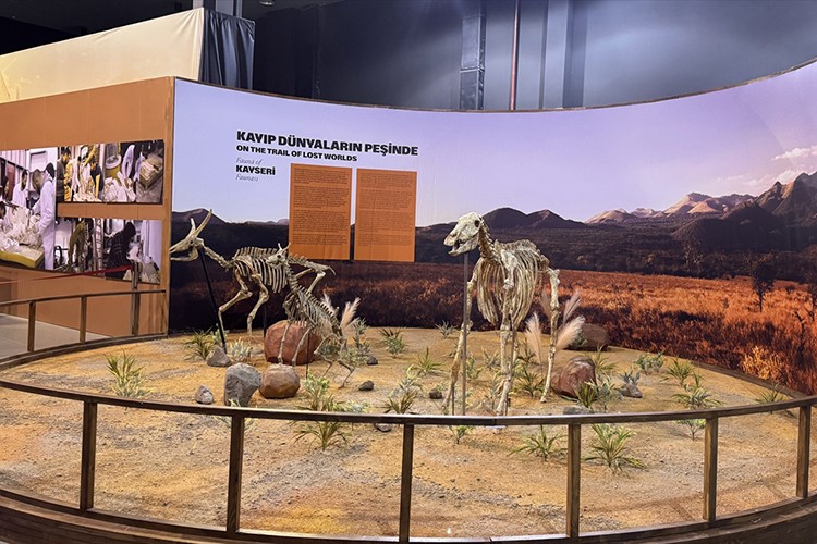 7,7 milyon yıllık hayvan fosillerinin eksik uzuvları 3D yazıcılarla tamamlanıyor