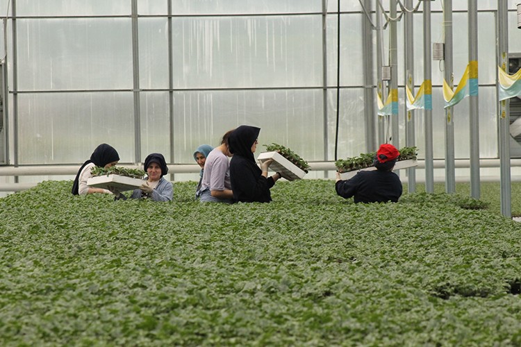 30 milyona yakın fide alıcı buluyor