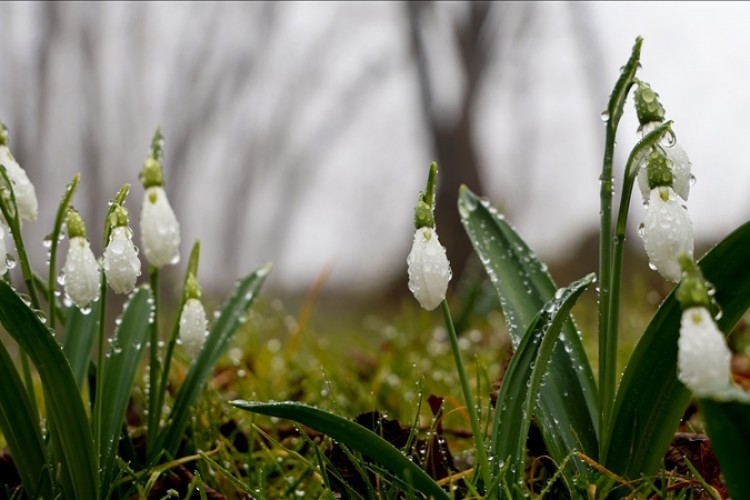 Bitkiler yalancı bahara aldandı