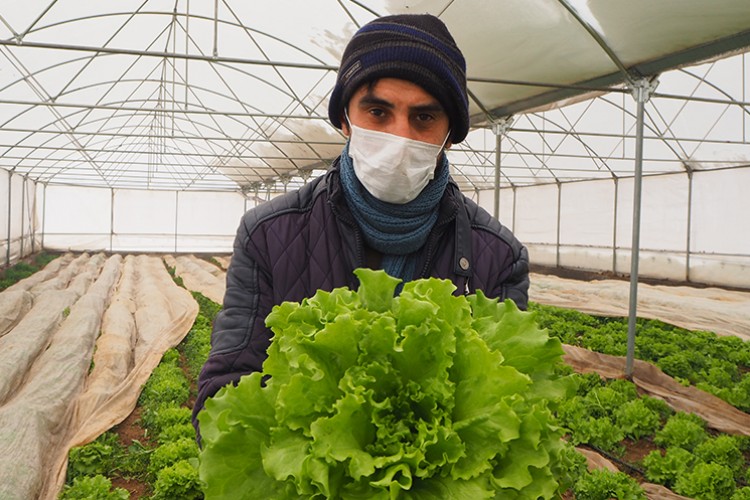 Devlet desteğiyle sera kurdu hasadı bekliyor