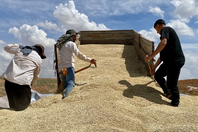 TMO 2,5 milyon ton ürünü stoklarına aldı